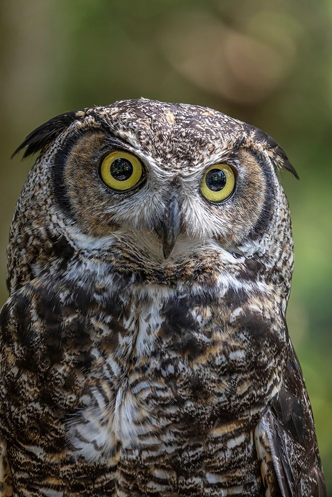 Alaska-Sitka Great horned owl at Alaska Raptor Center